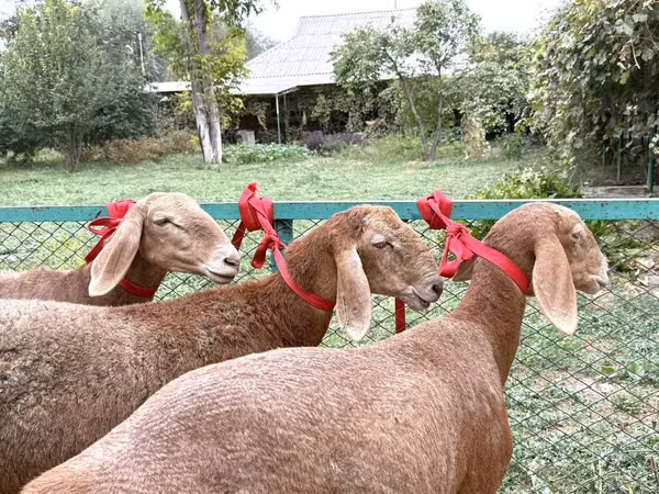 نعجة, Arashan sheep