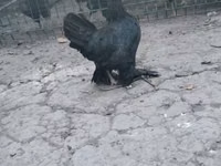ياباني بانتام — الصورة 3