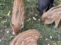 Schweine (Partie, Geschlecht nicht angegeben) — Foto 1