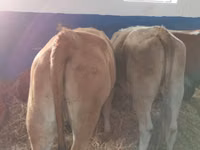 मवेशी (लॉट, लिंग निर्दिष्ट नहीं), Simmental cattle — फ़ोटो 3