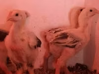 Chickens — Foto 6