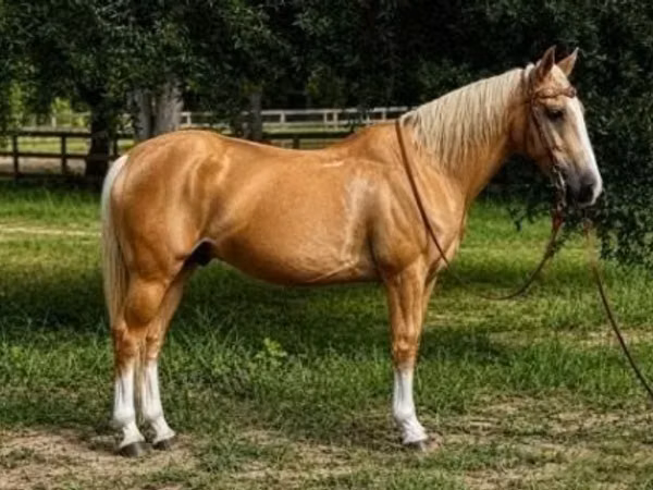 Horse (M), Quarter Horse