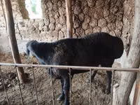 Widder, Edilbay sheep — Foto 4
