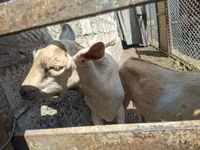 Ziegenbock, Alpine goat — Foto 2