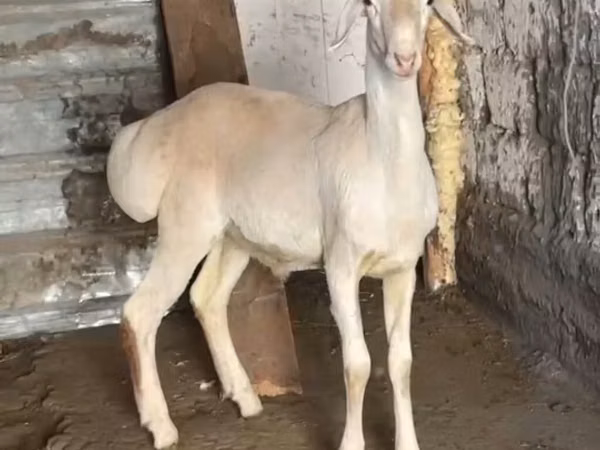 Баран, Рёнская овца