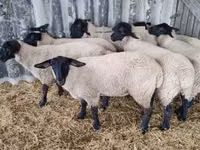 Oveja, White Suffolk sheep — foto 2