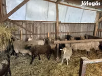 Ram, Merino sheep — photo 7