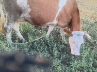 गाय, कास्ता गाय — फ़ोटो 5