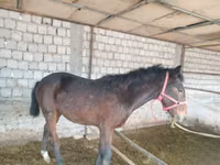 حصان, Kyrgyz Horse — الصورة 3