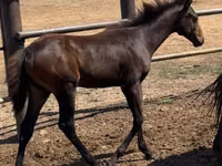 Yegua, Thoroughbred horse — foto 1