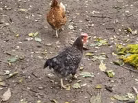 gallina danesa — foto 2