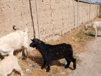 تيس, الماعز — الصورة 3