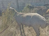 Widder, Arabi sheep — Foto 2