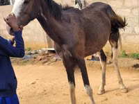 Horses (batch, sex not specified), Horses — photo 6