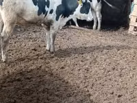 Bull, Russian Black pied cattle — photo 2