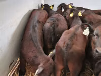 ثور, Simmental cattle — الصورة 8