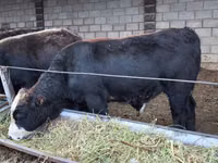 Bull, Alatau breed — photo 2