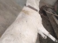 Ziegenbock, Barbari goats — Foto 2