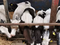 Rinder (Partie, Geschlecht nicht angegeben), Simmental cattle — Foto 4