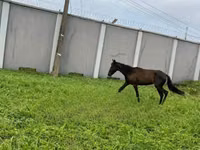 Mare, Horses — photo 3