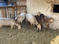 Carnero, Arashan sheep — foto 7