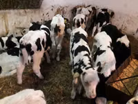ثور, الماشية — الصورة 2