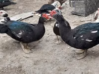 Ducks — Foto 1