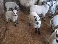मेढ़ा, Cerry Hill sheep — फ़ोटो 4