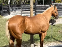 حصان, Quarter Horse — الصورة 1