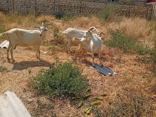 Ziege, Saanen goat
