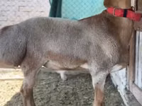 मेढ़ा, Rhon sheep — फ़ोटो 8