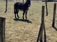 Horse (M), Kerry Bog Pony — photo 1