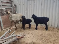 نعجة, Arashan sheep — الصورة 6