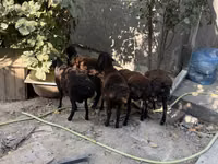 Ram, Aland sheep — photo 3