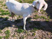 Ziege, Beetal goats — Foto 4