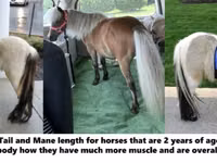 حصان, Miniature horse — الصورة 4