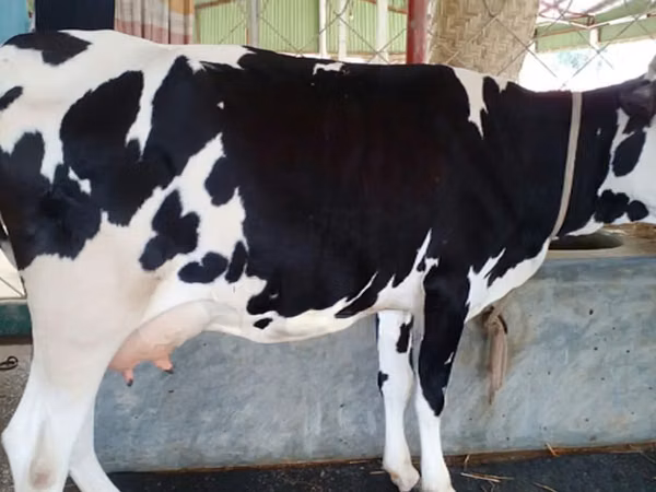 Kuh, Holstein-Rasse