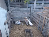 Ducks — Foto 1