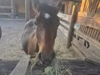 Horse (M), Welsh Cob — photo 1