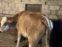 Vaca, Ganado vacuno — foto 1