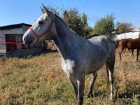 Horse (M), Horses — photo 4