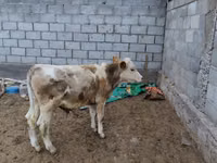 Toro, Simmental cattle — foto 1