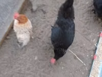 Danish hen — photo 7