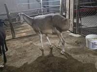 Schaf, Afghan Arabi sheep — Foto 3