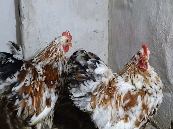 Кохинхин
