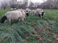 भेड़ें (लॉट, लिंग निर्दिष्ट नहीं), Dorper sheep — फ़ोटो 2