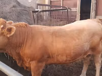 Toro, Raza Auliékol — foto 5