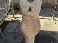 Sheep, Yecheng sheep — photo 4