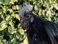Ayam Cemani — Foto 1