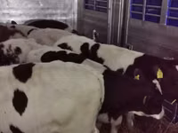 ثور, Russian Black pied cattle — الصورة 7